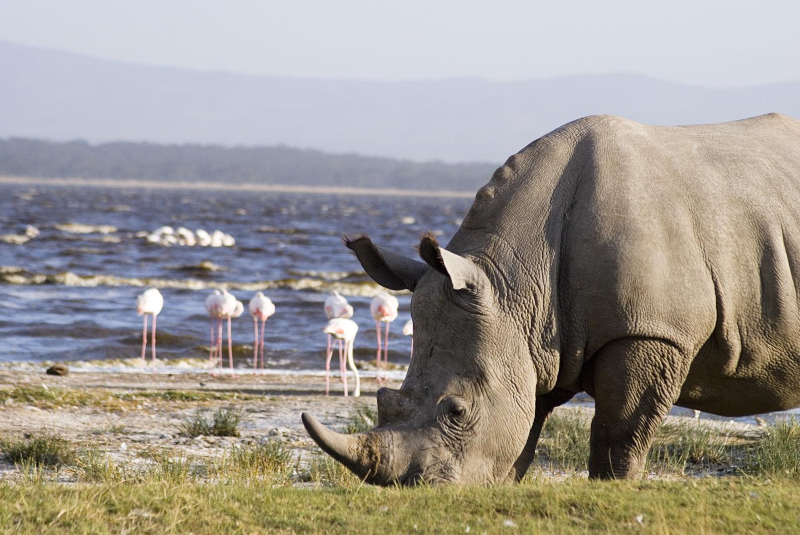 4 Days Lake Nakuru & Maasai Mara lodge Safari