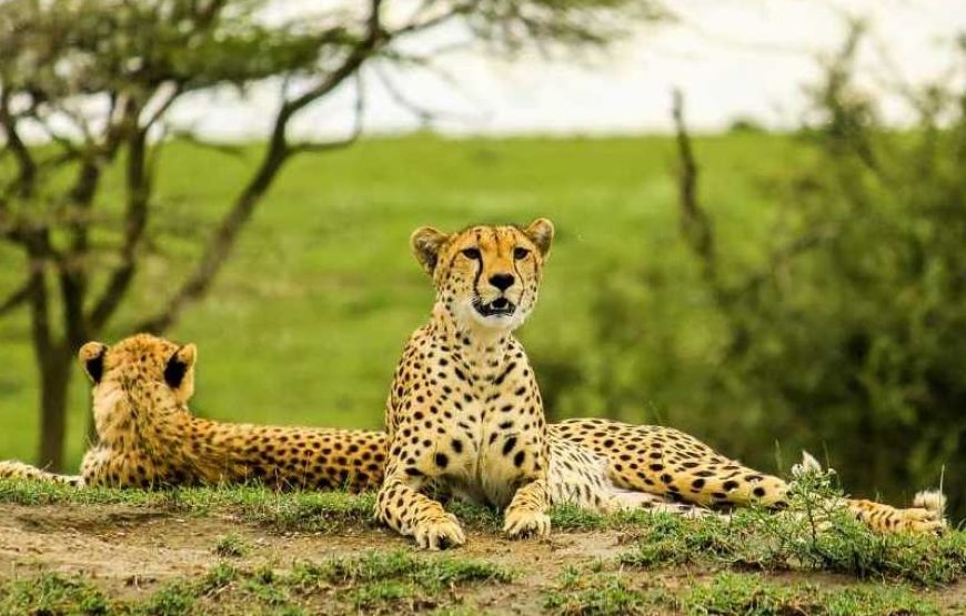 7 Days Manyara, Serengeti, Ngorongoro & Tarangire safari