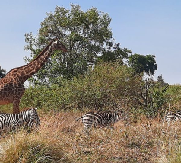 Masai Mara