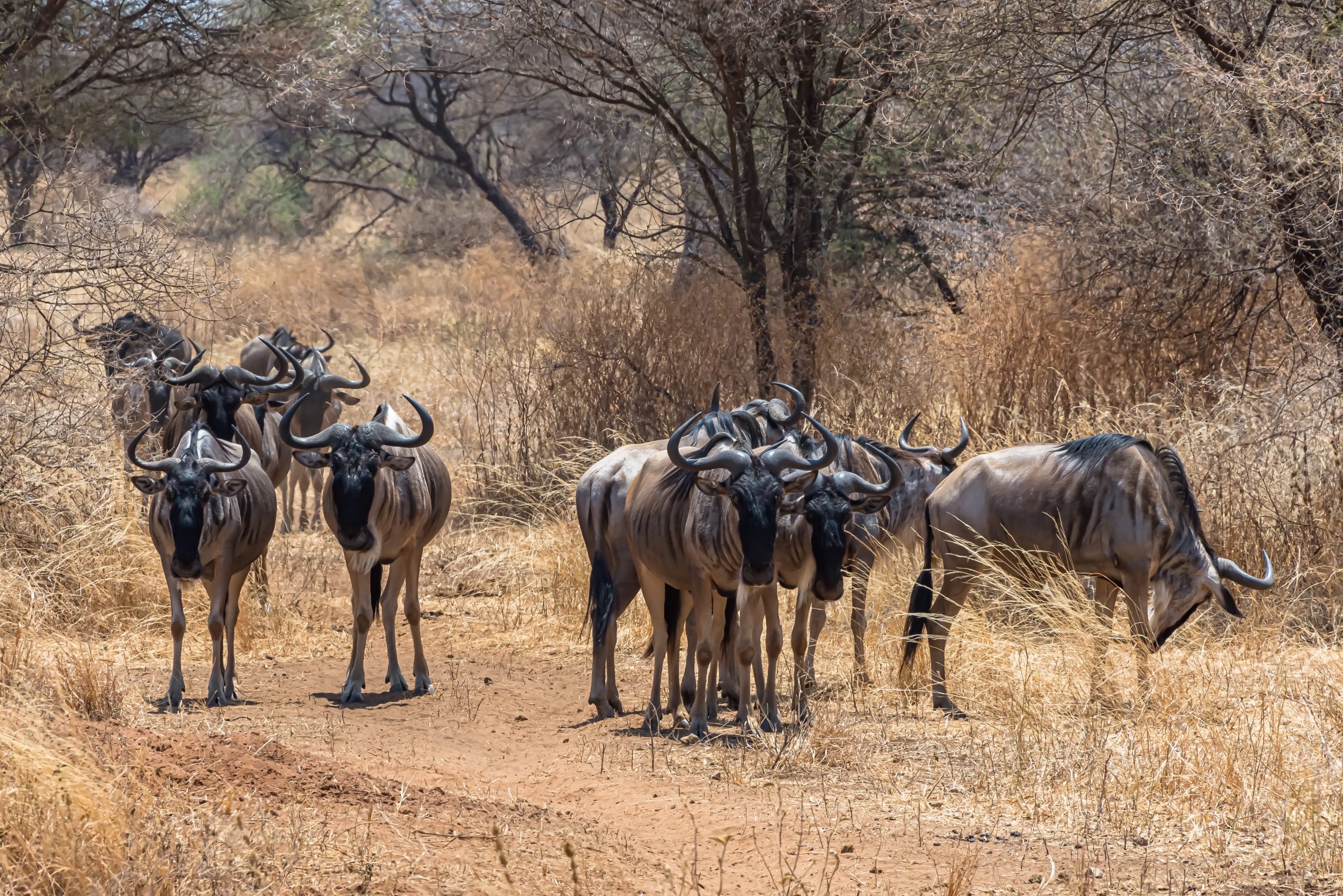 8 Days Amboseli, Lake Nakuru & Masai Mara