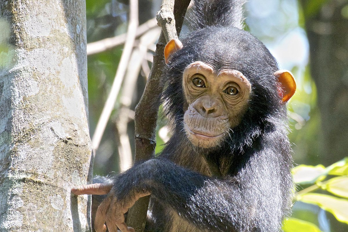 4 Days Chimpanzee Tracking safari to Mahale Mountain National park