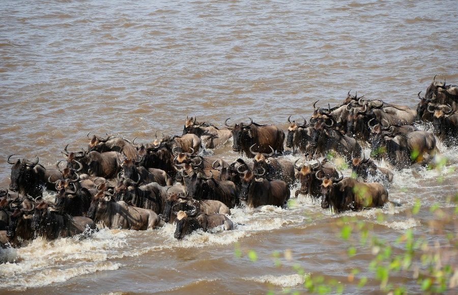 4 Days Masai Mara Camping Migration safari