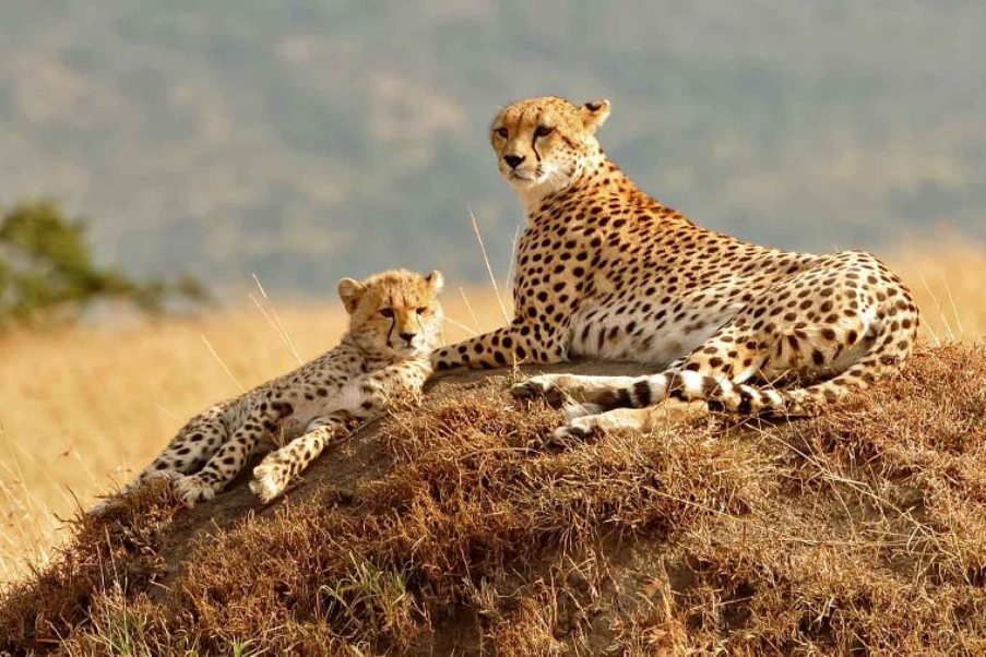 6 Days Rift Valley Lakes & Masai Mara Camping Safari