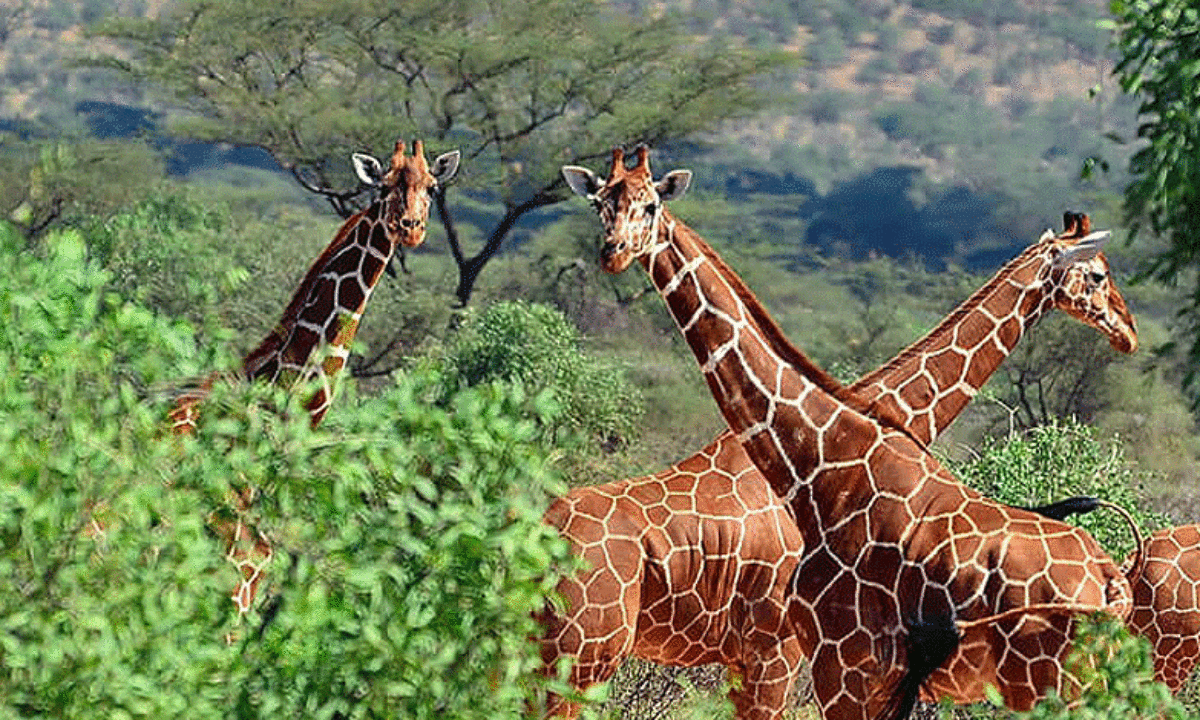 7 Days Samburu, Baringo, Bogoria, Nakuru & Masai Mara