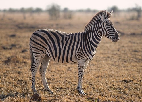 4 nights / 5 days Black Rhino Tracking Experience Samburu, Kenya