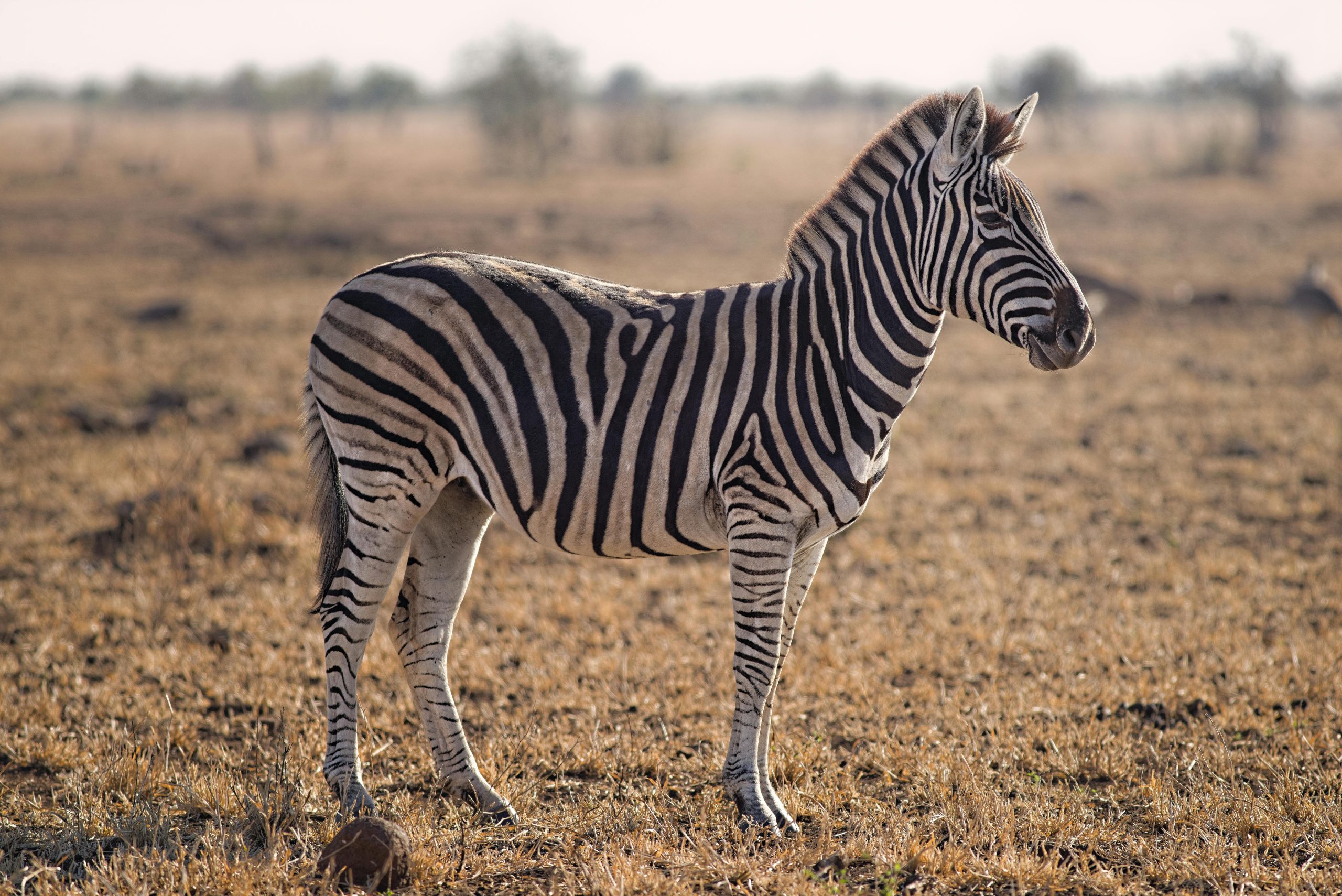 4 nights / 5 days Black Rhino Tracking Experience Samburu, Kenya