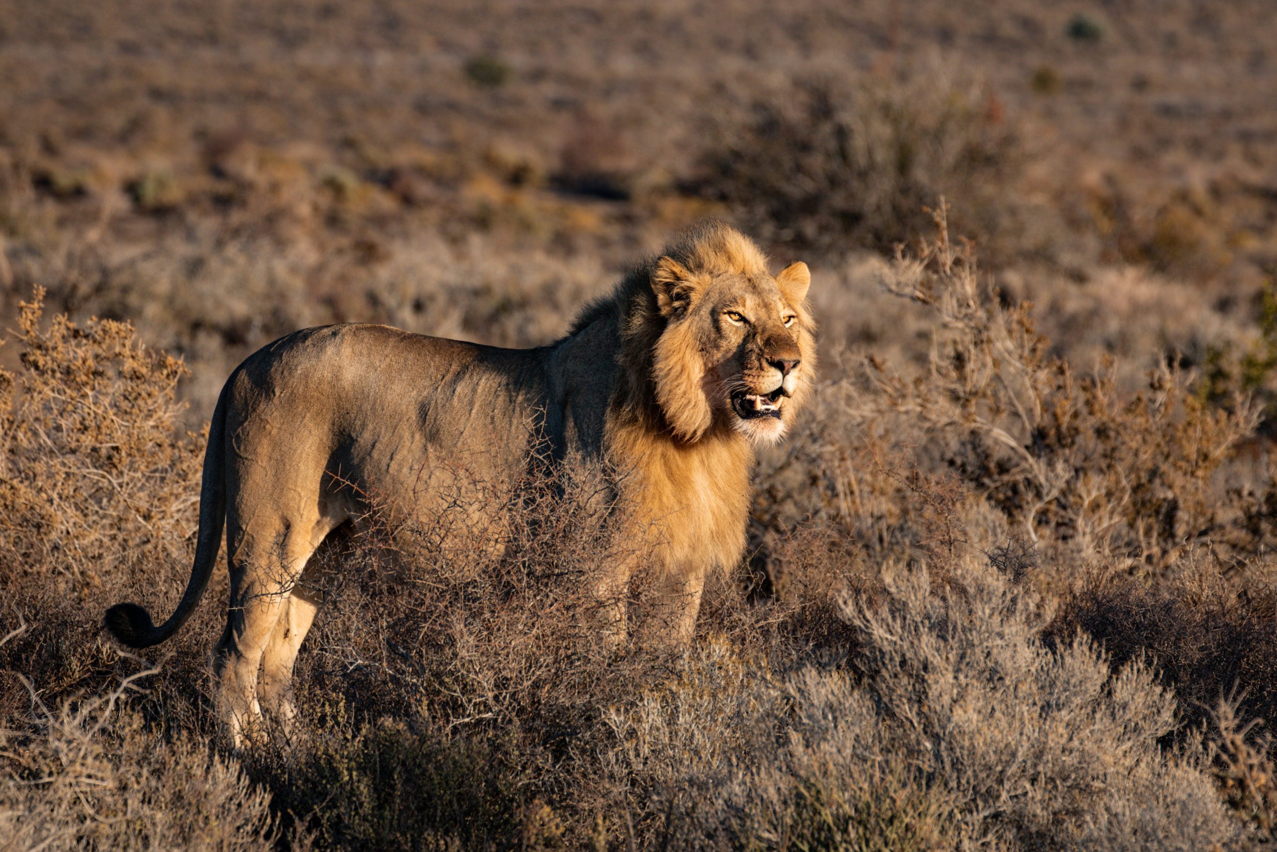 Masai Mara Full Day Tour From Nairobi, Naivasha Or Nakuru