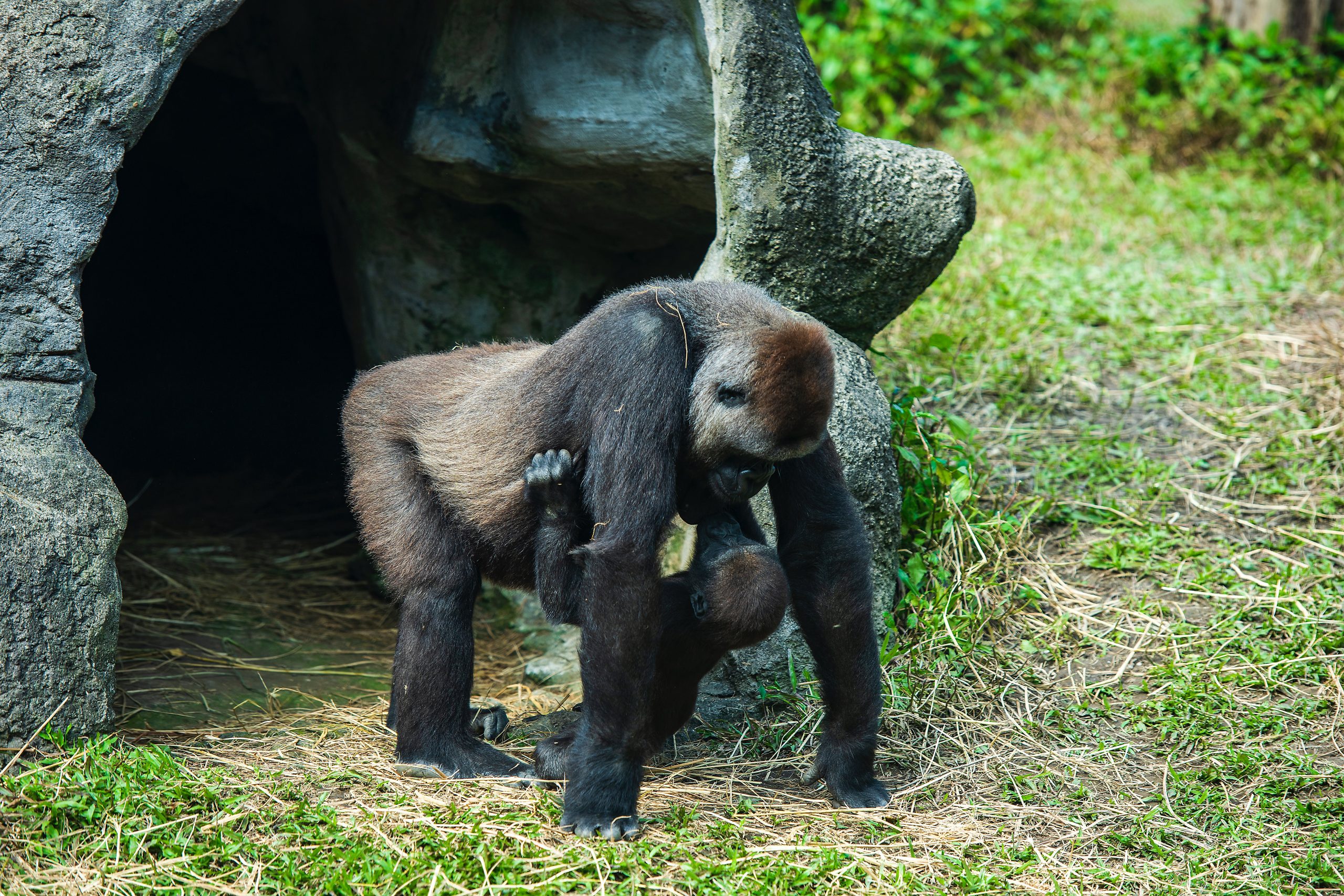 Gorilla Tracking And Maasai Mara Safaris