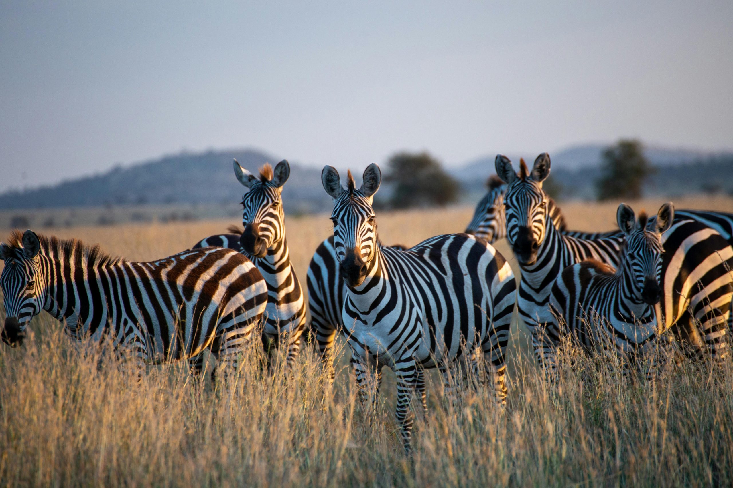 Kenya Hide Aways Safari