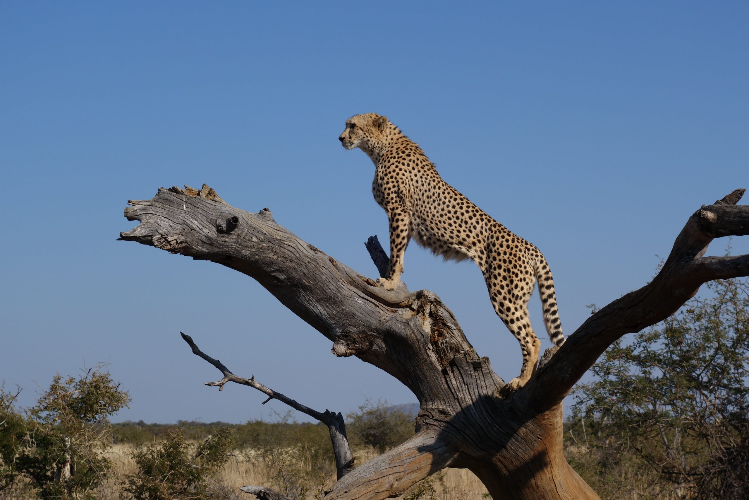 Maasai mara, Nakuru, Amboseli and Tsavo west National parks Safaris