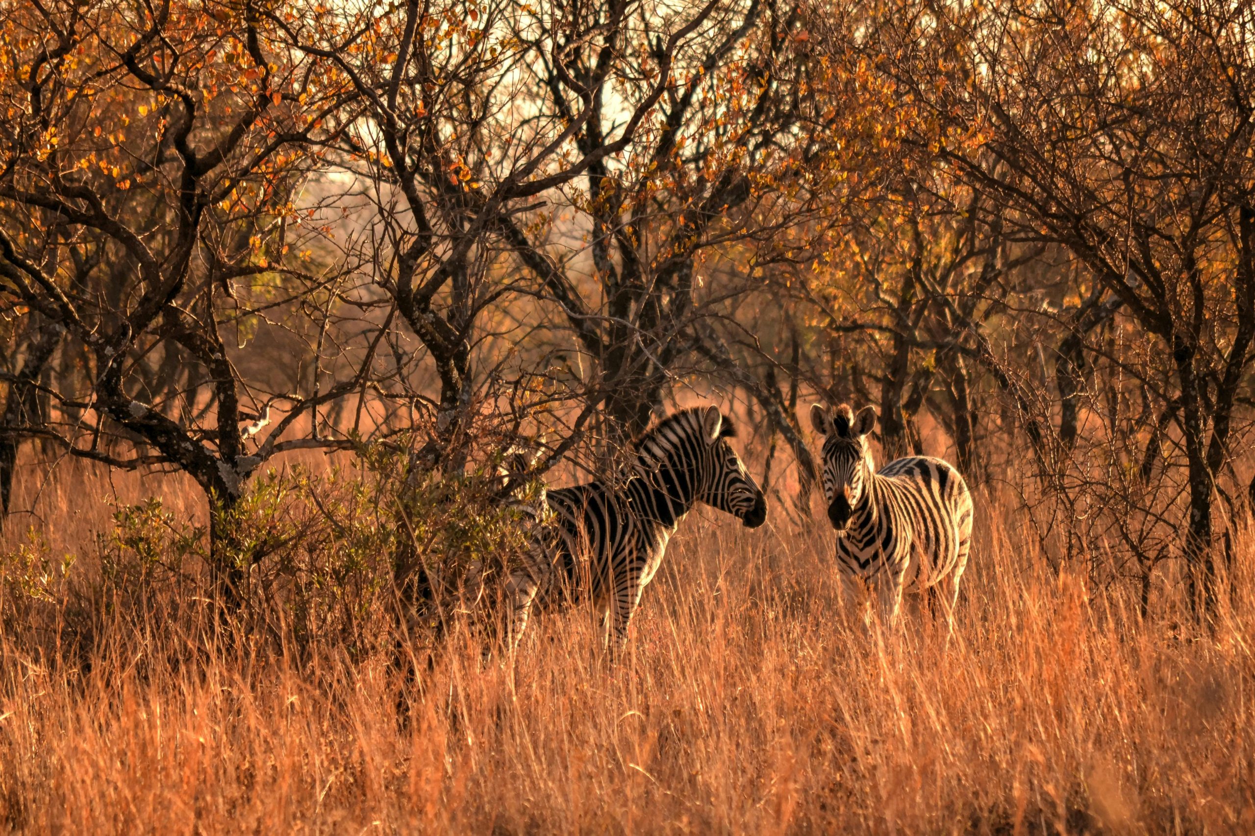 2 Days Maasai Mara National Reserve Safari from Nairobi