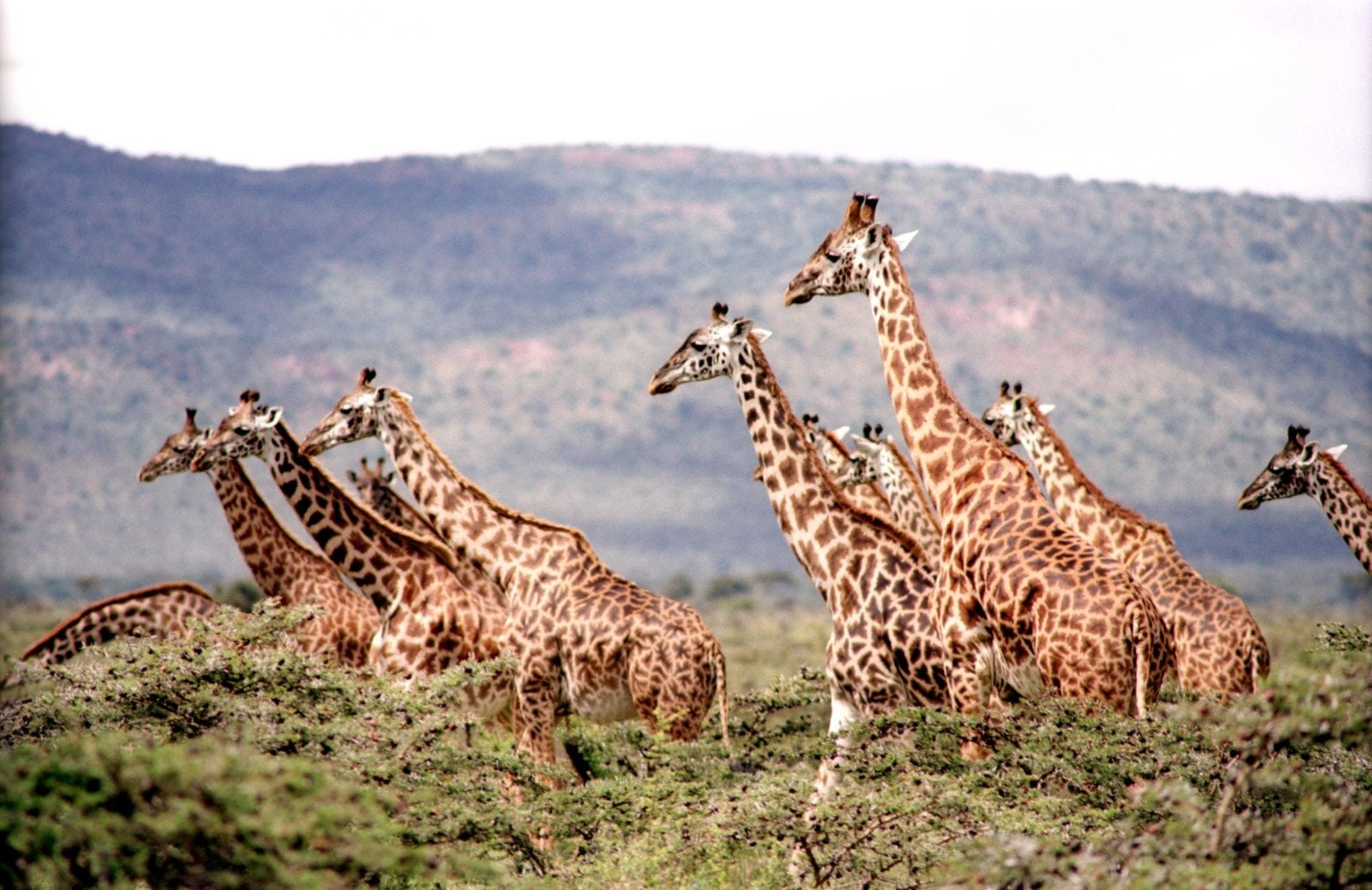 4 days Tsavo West, Amboseli & Tsavo East parks tours