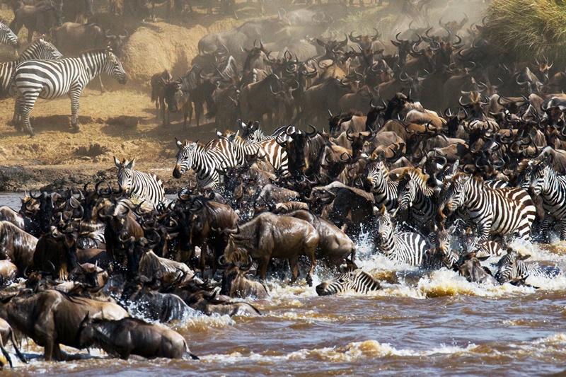 3-Days Maasai Mara Migration Safari From Mombasa Town